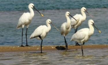 Sur Sarovar Bird Sanctuary,