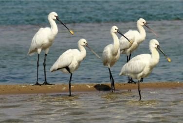 Sur Sarovar Bird Sanctuary,