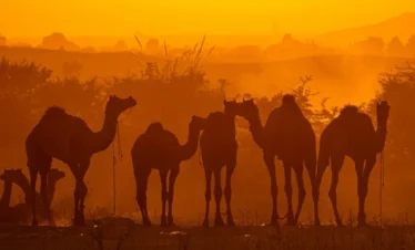 Pushkar Trip Package