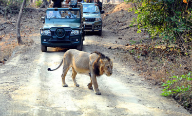 Gir National park