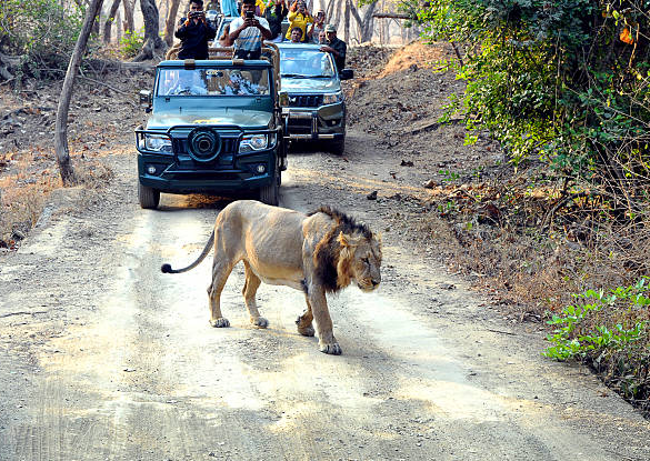 Gir National park