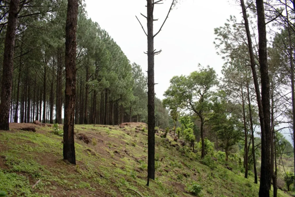 nainital almora ranikhet kausani package
