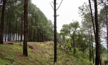 nainital almora ranikhet kausani package