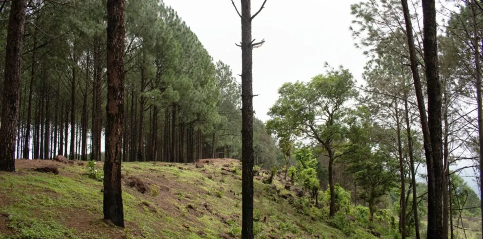 nainital almora ranikhet kausani package