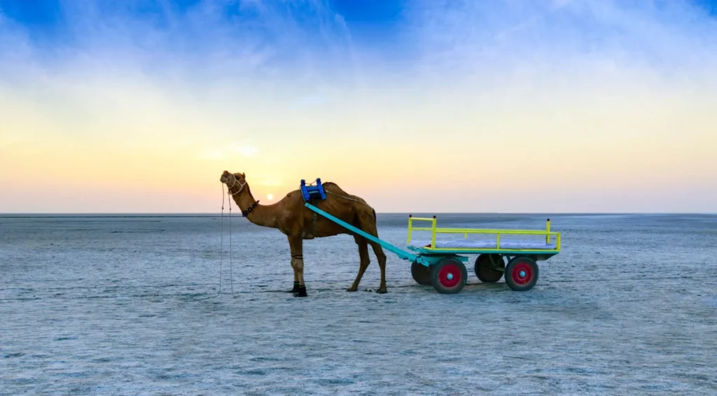 Sizzling Kutch Tour Package