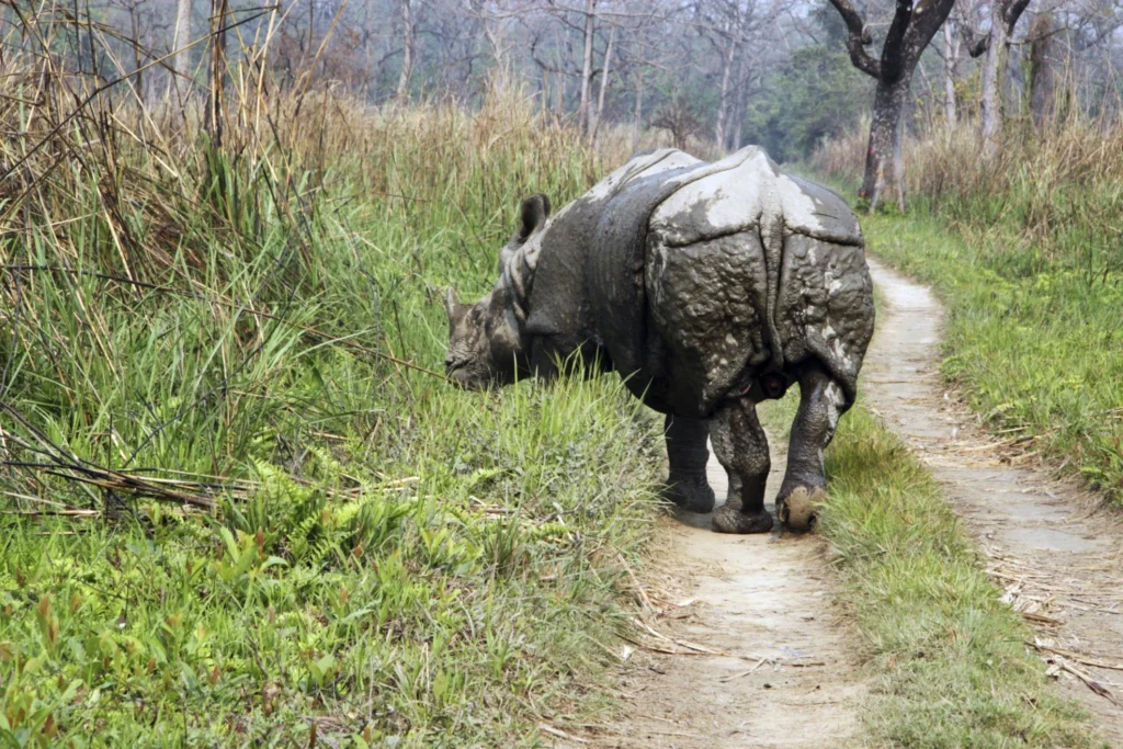 Chitwan1