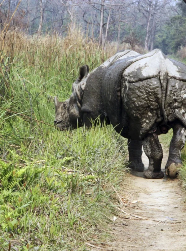 Chitwan1