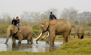 Chitwan4