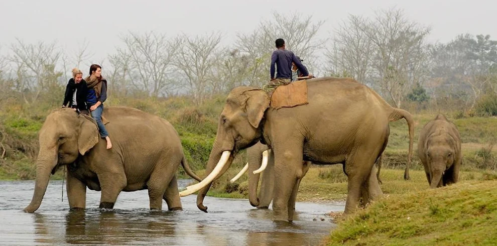 Chitwan4