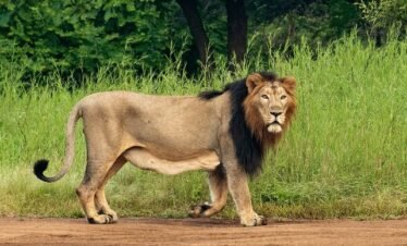 Devalia Safari Park