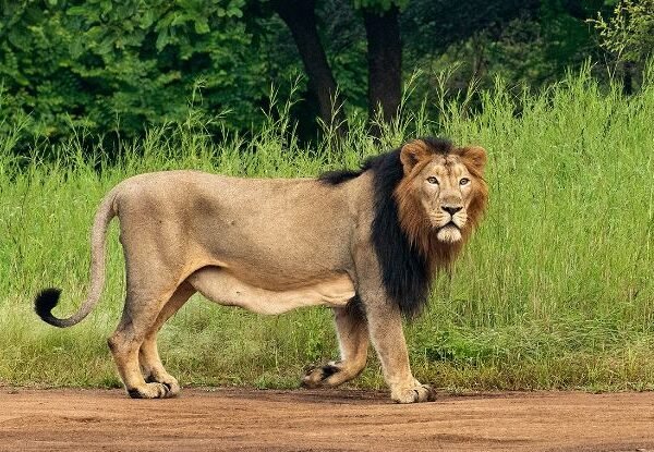 Devalia Safari Park