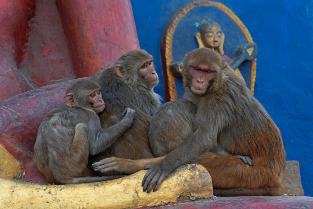 Swayambhunath Temple4