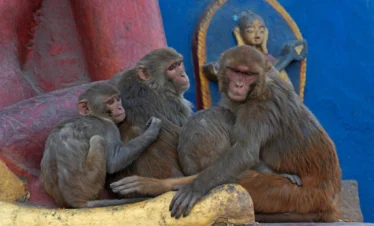 Swayambhunath Temple4