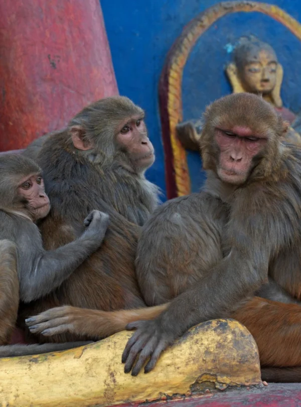 Swayambhunath Temple4