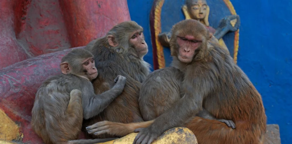 Swayambhunath Temple4